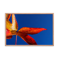 Fall Colors Botanical Nature Photo Framed Wall Art Print