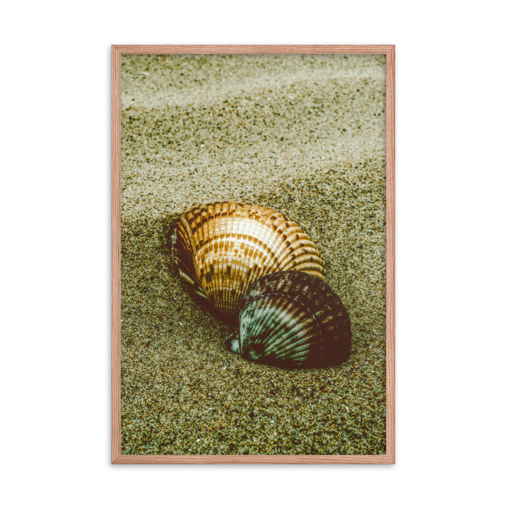 Dreamy Beach Sea Shells Coastal Nature Photo Framed Wall Art Print