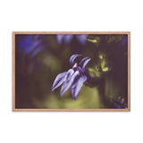 Dramatic Blue Lobelia, Blue Cardinal Flower - Abstract Merlot Effect Floral Nature Photo Framed Wall Art Print