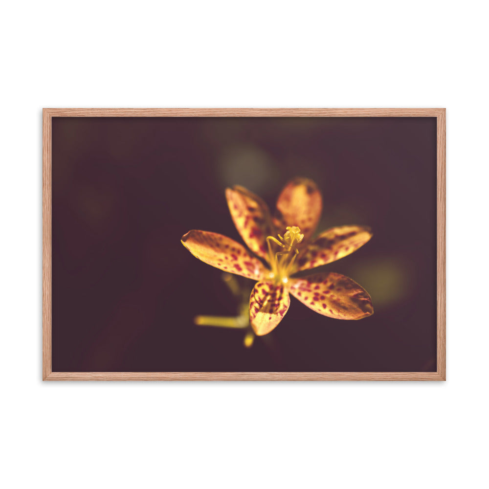 Dramatic Orange Leopard Lily Flower Floral Nature Photo Framed Wall Art Print