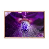 Eye of Iris Floral Nature Photo Framed Wall Art Print