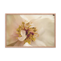 Eye of Peony Moody Midnight Floral Nature Photo Framed Wall Art Print