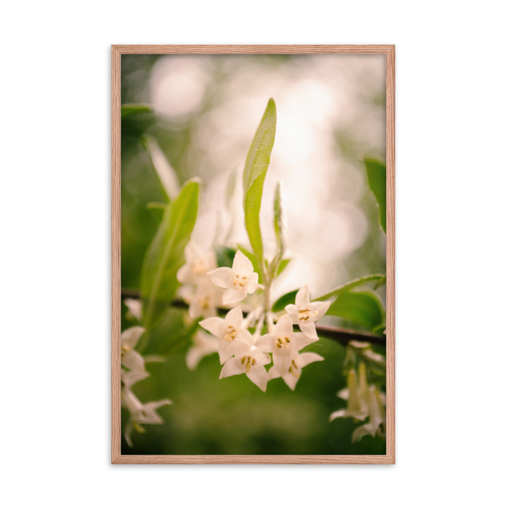 Floral Tranquility Flower Nature Photo Framed Wall Art Print