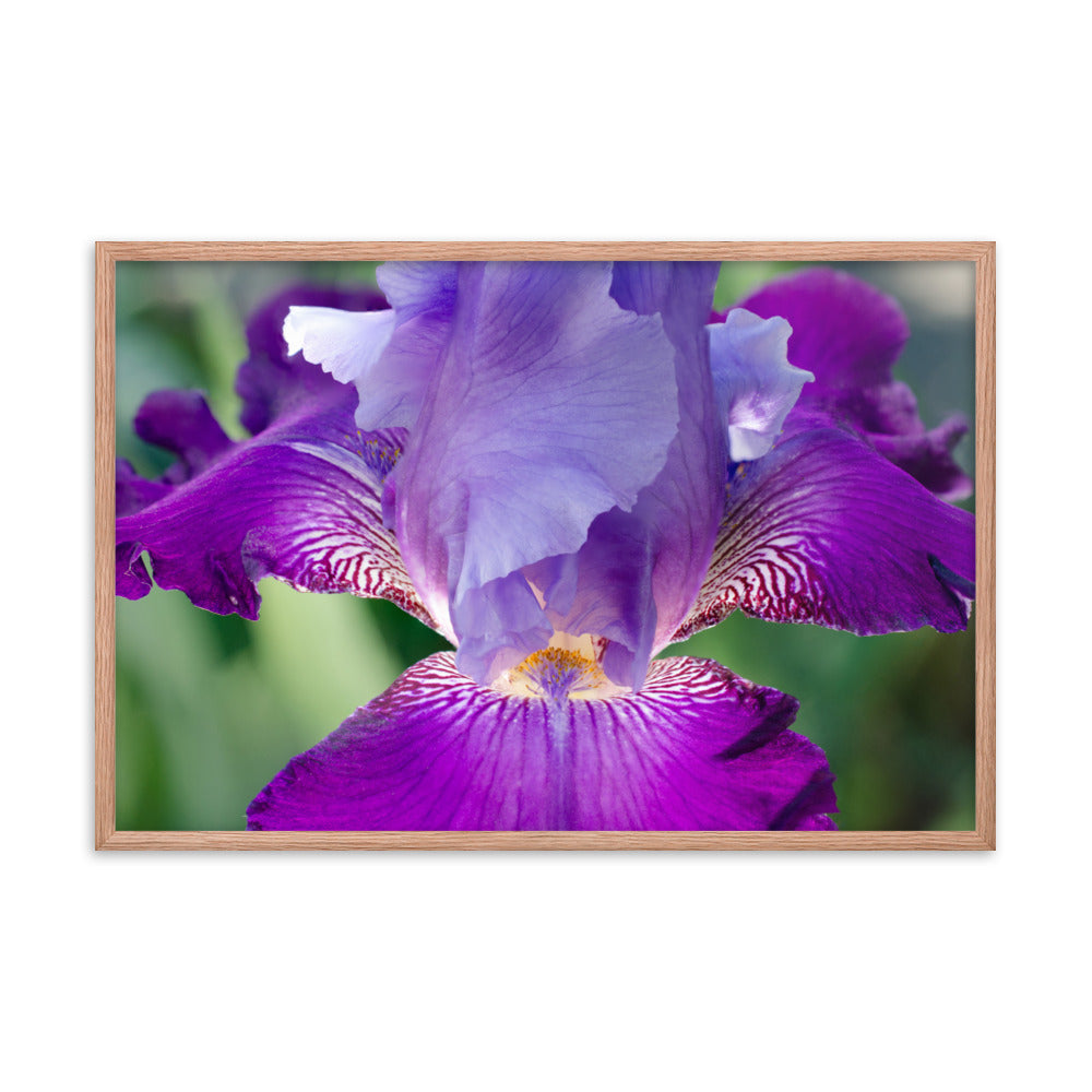 Etsy Prints For Bedroom: Glowing Iris - Floral / Botanical / Nature Photo Framed Wall Art Print - Artwork - Wall Decor - Modern Home Decor