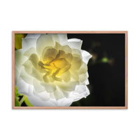 Glowing Rose 2 Floral Nature Photo Framed Wall Art Print