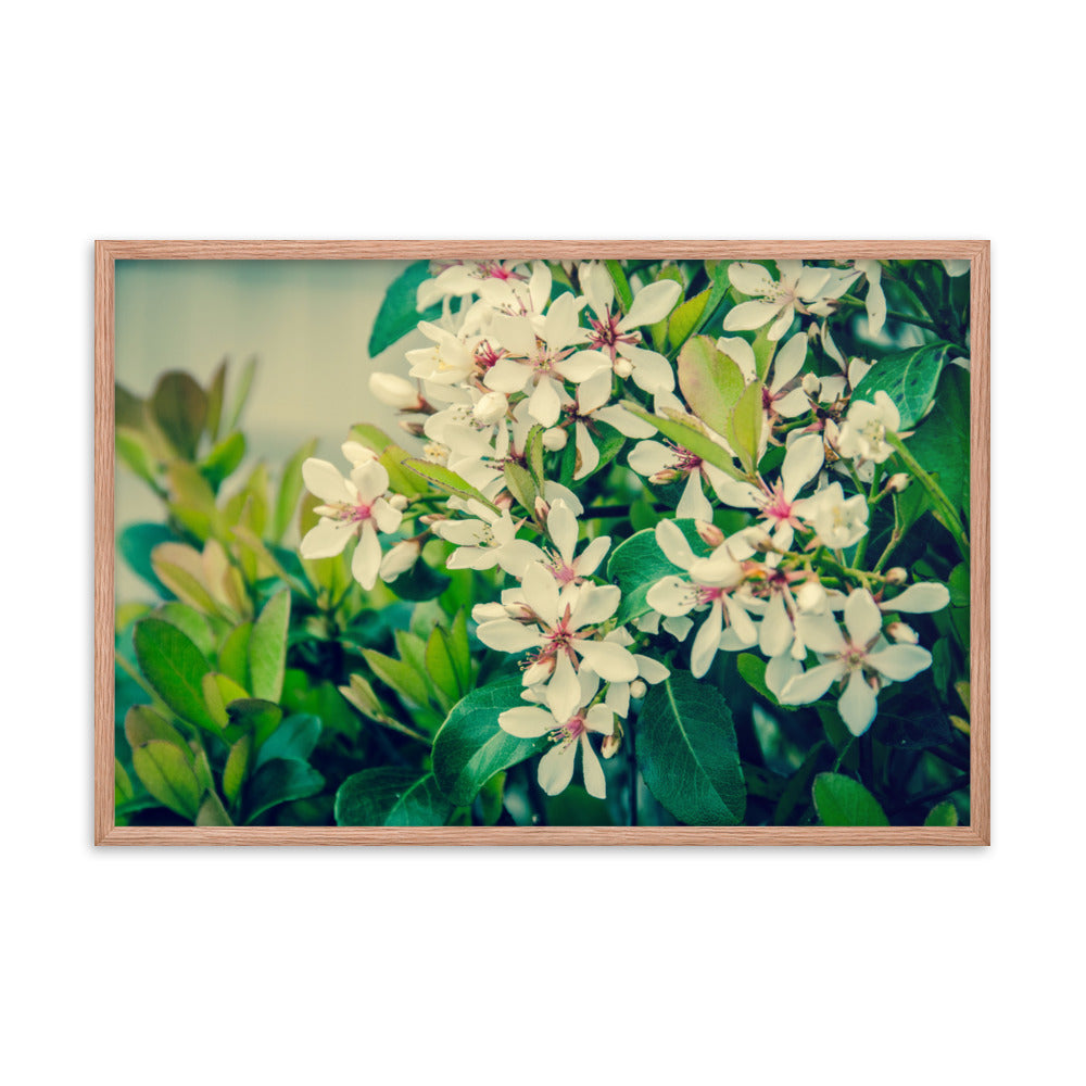 Indian Hawthorn Shrub in Bloom Colorized Floral Nature Photo Framed Wall Art Print