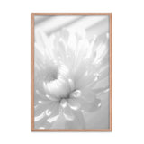Infrared Flower Black and White Floral Nature Photo Framed Wall Art Print