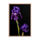 Iris on Black Floral Nature Photo Framed Wall Art Print