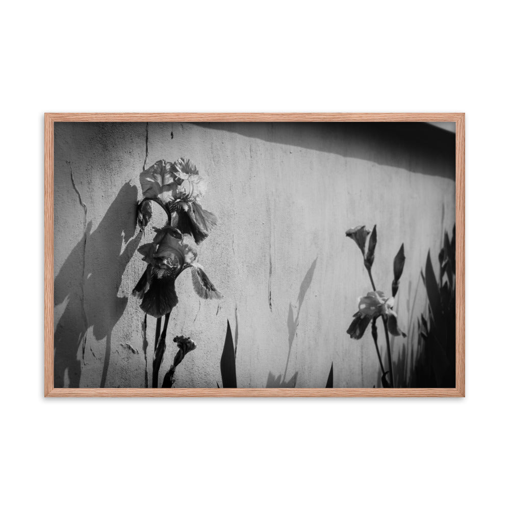 Iris on Wall Black and White Floral Nature Photo Framed Wall Art Print