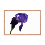 Iris On White Floral Nature Photo Framed Wall Art Print