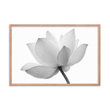 Lotus Flower Black and White Floral Nature Photo Framed Photo Paper Poster