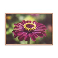 Moody Young-And-Old Age Pink Zinnia Flower Bloom Floral Nature Photo Framed Wall Art Print