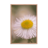 Philadelphia Fleabane Single Bloom Floral Nature Photo Framed Wall Art Print