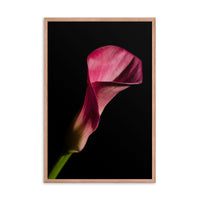 Pink Calla Lily Flower on Black Floral Nature Photo Framed Wall Art Print