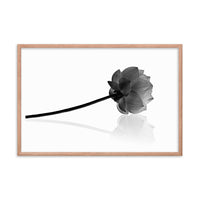 Resting Lotus Flower Black and White Effect Framed Photo Paper Poster