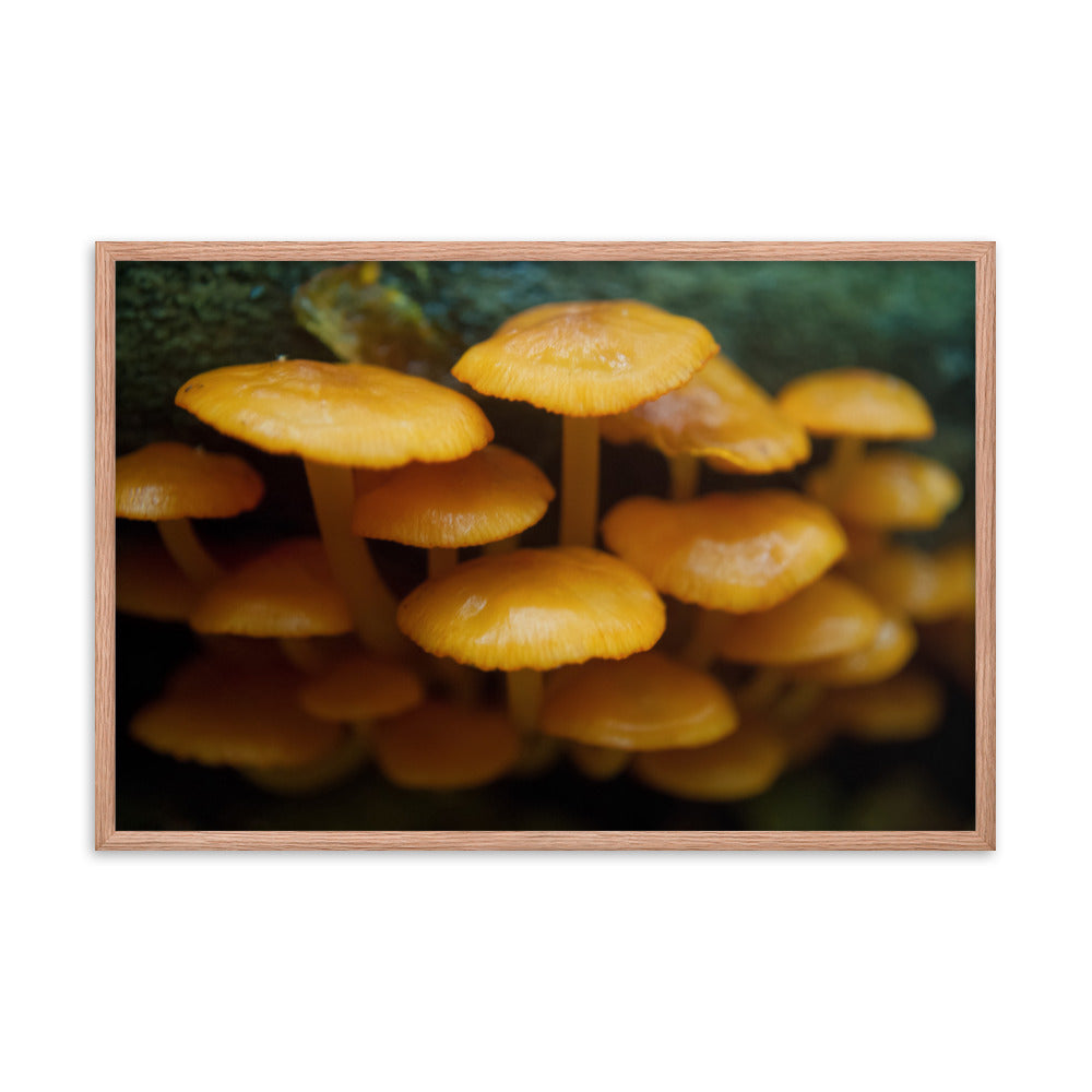 Mushroom Family Botanical Nature Photo Framed Wall Art Print