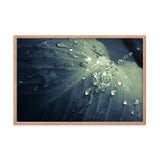 Rain Dropping on Canna Leaf Botanical Nature Photo Framed Wall Art Print