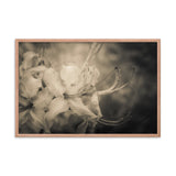 Sepia Aged Rhododendron Blooms Floral Nature Photo Framed Wall Art Print