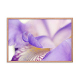 Soft Focus Iris Petals Floral Nature Photo Framed Wall Art Print