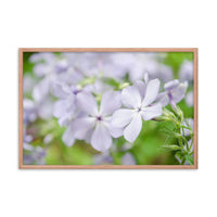 Soft Focus Phlox Carolina Floral Nature Photo Framed Wall Art Print