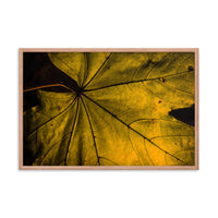 Seasons Change Botanical Nature Photo Framed Wall Art Print