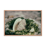 Seaweed and Shells Coastal Nature Photo Framed Wall Art Print