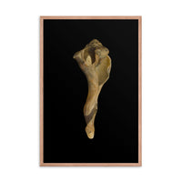 States of Erosion Image 3 Whelk Shell Coastal Nature Photo Framed Wall Art Print
