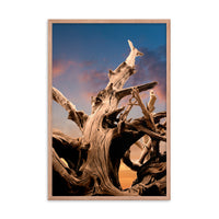Wilted Cypress Tree and Sunrise Nature Photo Framed Wall Art Prints
