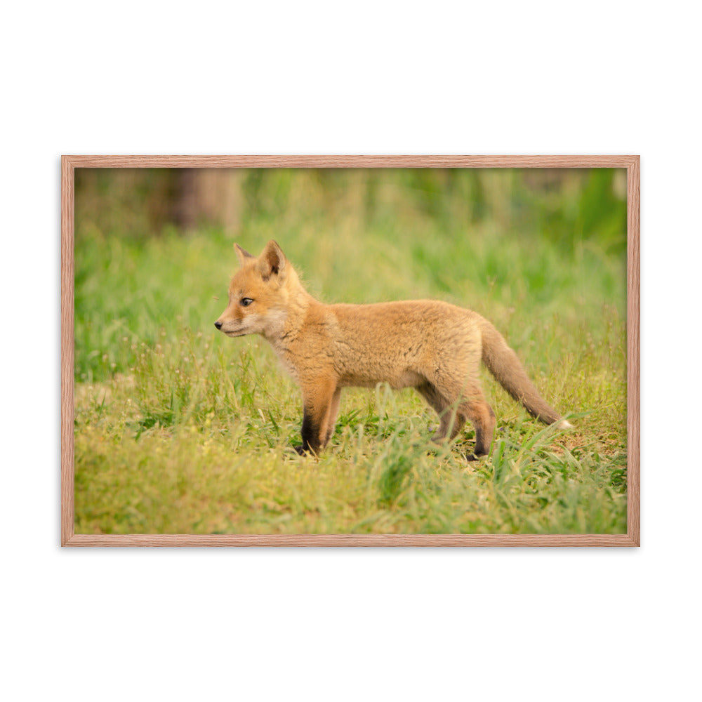 Nursery Wall Decor: Baby Fox Pup In Meadow/ Animal / Wildlife / Nature Photographic Artwork - Framed Artwork - Wall Decor