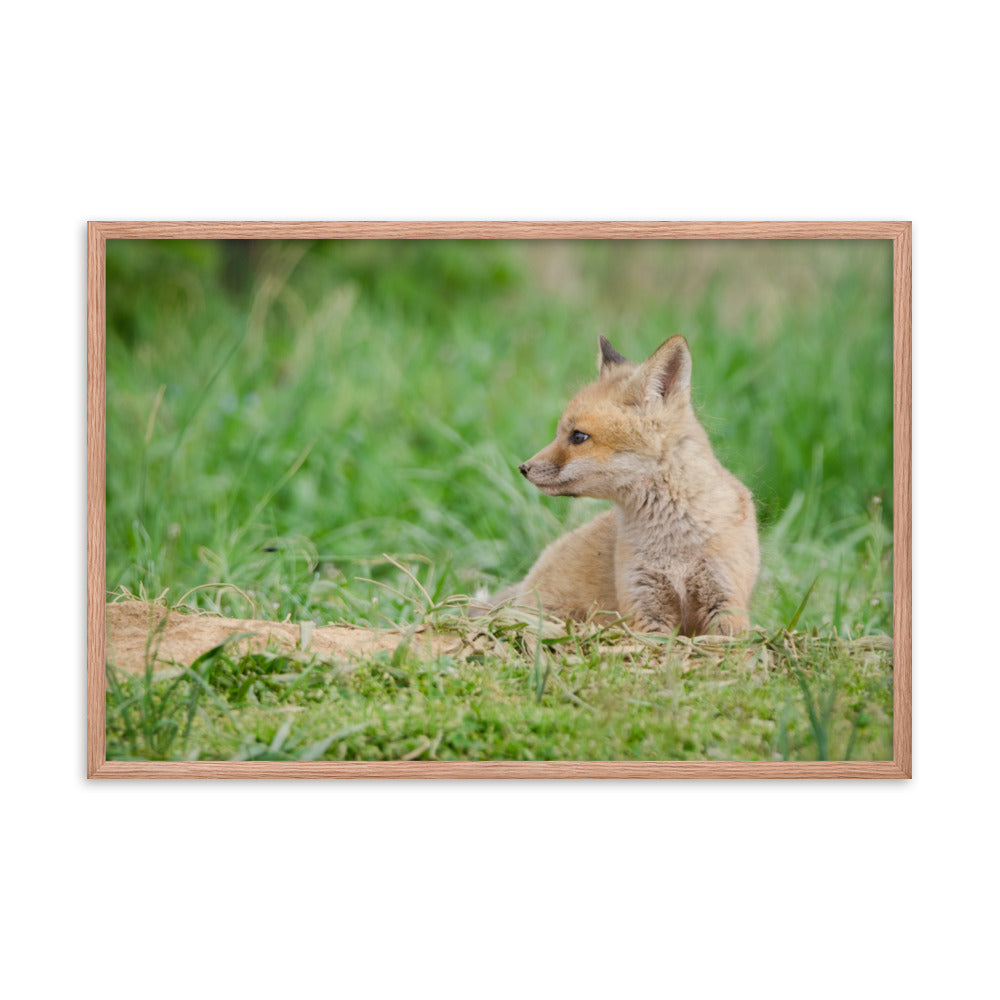 Best Wall Decor For Bedroom: Red Fox Pups - Chilling/ Animal / Wildlife / Nature Photographic Artwork - Framed Artwork - Wall Decor