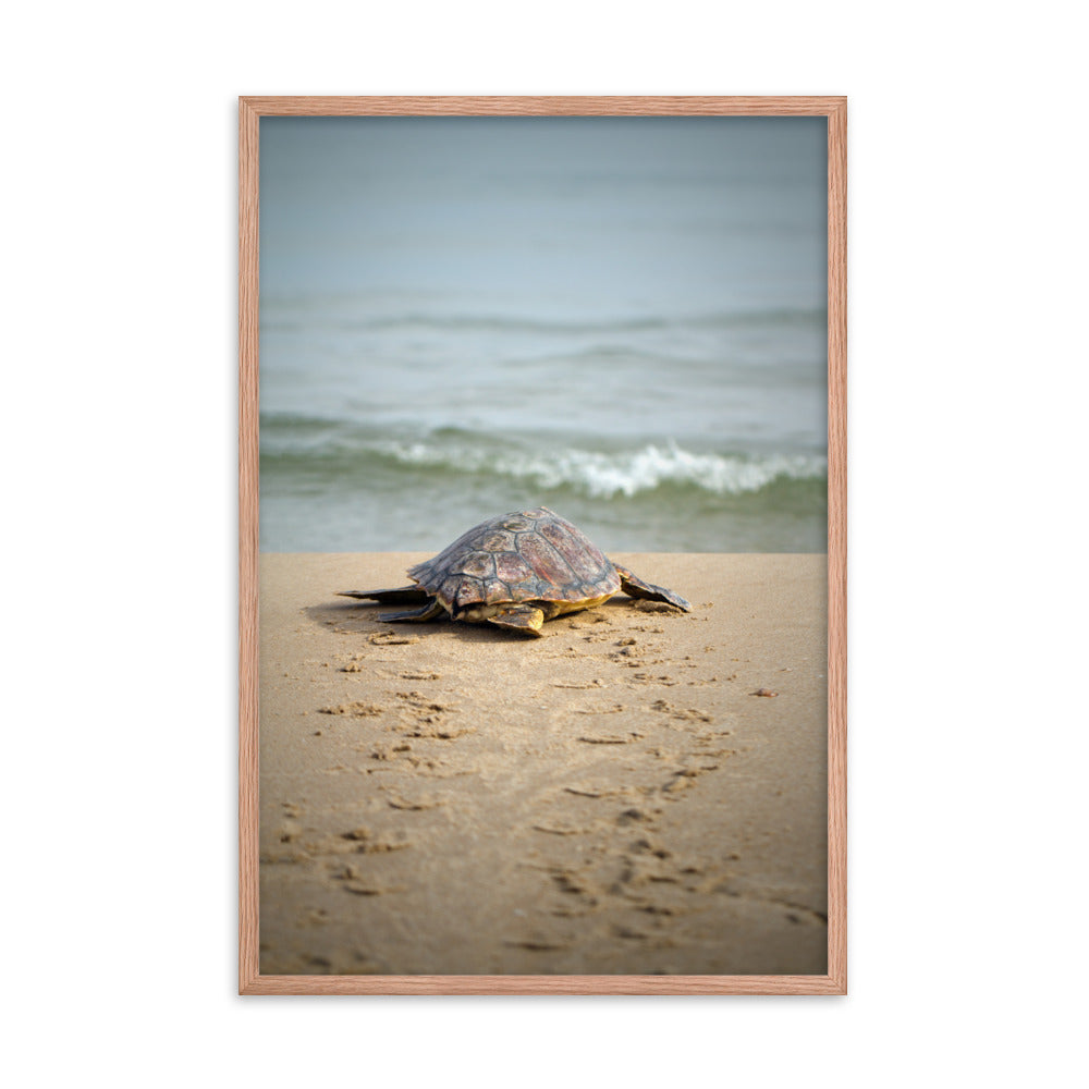 Bedside Wall Decor: Baby Sea Turtle Hatchling On The Shore/ Animal / Wildlife / Nature Photographic Artwork - Framed Artwork - Wall Decor