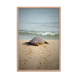 Baby Loggerhead Sea Turtle Heading Towards The Tropical Ocean Animal Wildlife Photograph Framed Wall Art Prints