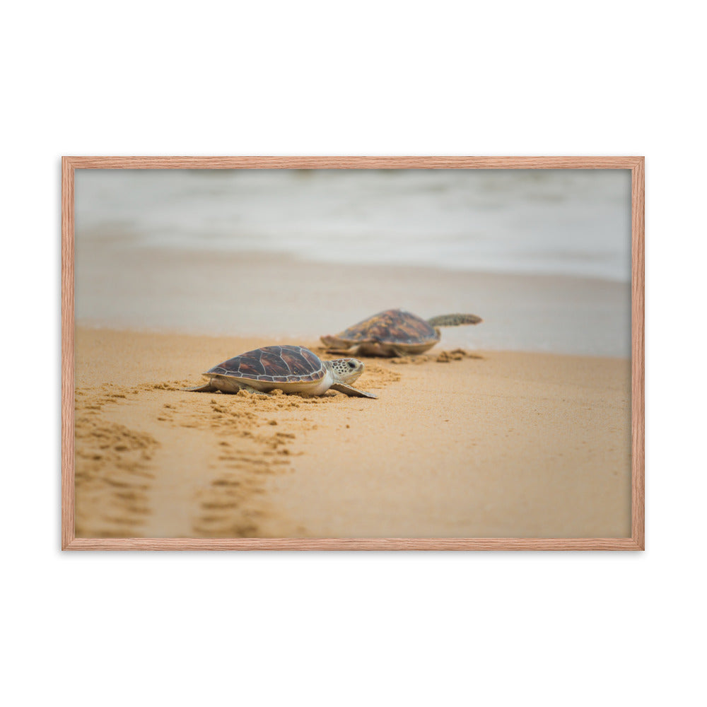 Art Above Queen Bed: Hawksbill Sea Turtle Hatchlings at the Shore / Animal / Wildlife / Nature Photographic Artwork - Framed Artwork - Wall Decor