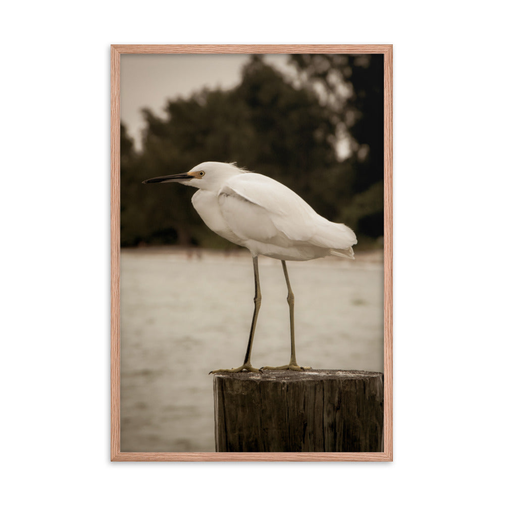 Lawyer Office Artwork: White Snowy Egret Sepia Coastal Bird / Animal / Wildlife / Nature Photographic Artwork - Framed Artwork - Wall Decor
