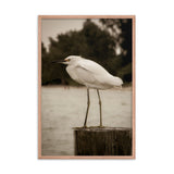Aged and Colorized Snowy Egret on Pillar Framed Wall Art Print