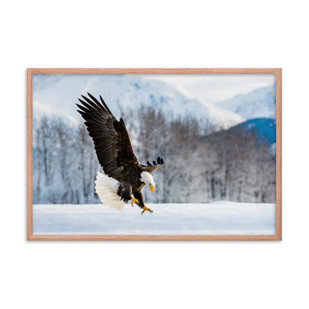 hallway wall art ideas, Adult Bald Eagle and Alaskan Winter Animal Wildlife Photograph Framed Wall Art Print