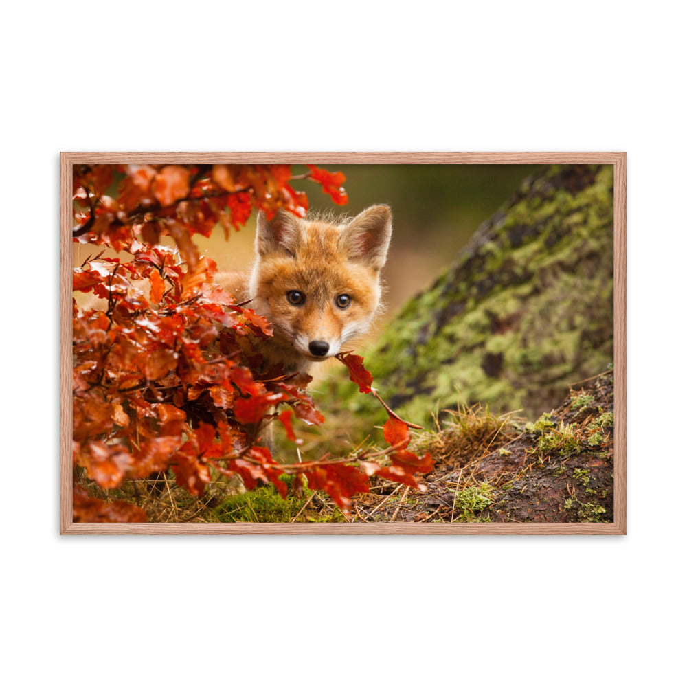 Wall Frames For Nursery: Peek-A-Boo Baby Fox Pup And Fall Leaves - Animal / Wildlife / Nature Artwork - Wall Decor - Framed Wall Art Print