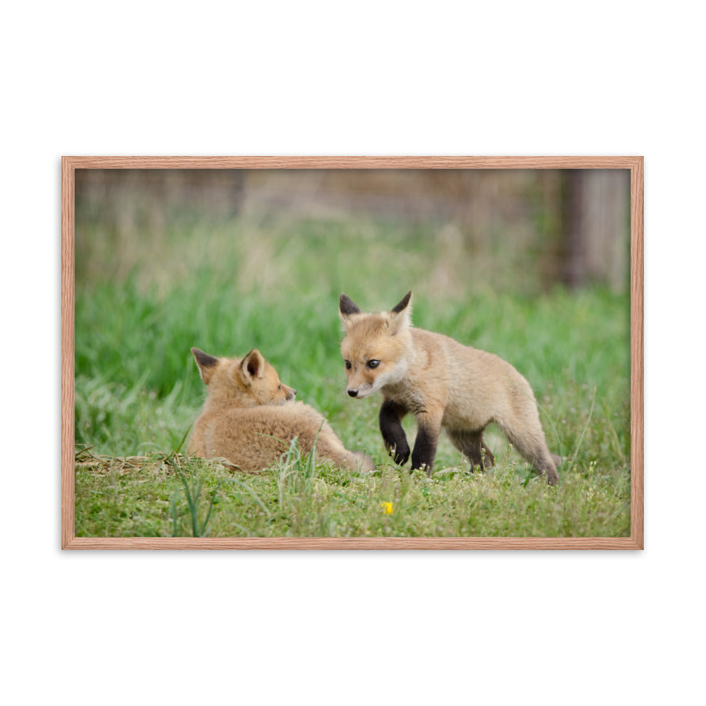 Soothing Bedroom Art: Baby Fox Pups / Kits - Coming to Get You - Animal / Wildlife / Nature Artwork - Wall Decor - Framed Wall Art Print