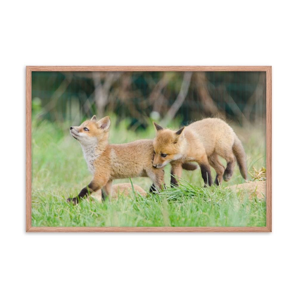 Childrens Playroom Wall Art: Playful Baby Red Fox Pups In Field - Animal / Wildlife / Nature Artwork - Wall Decor - Framed Wall Art Print