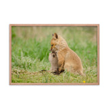 Baby Red Foxes Sibling Kisses Animal Wildlife Photograph Framed Wall Art Prints