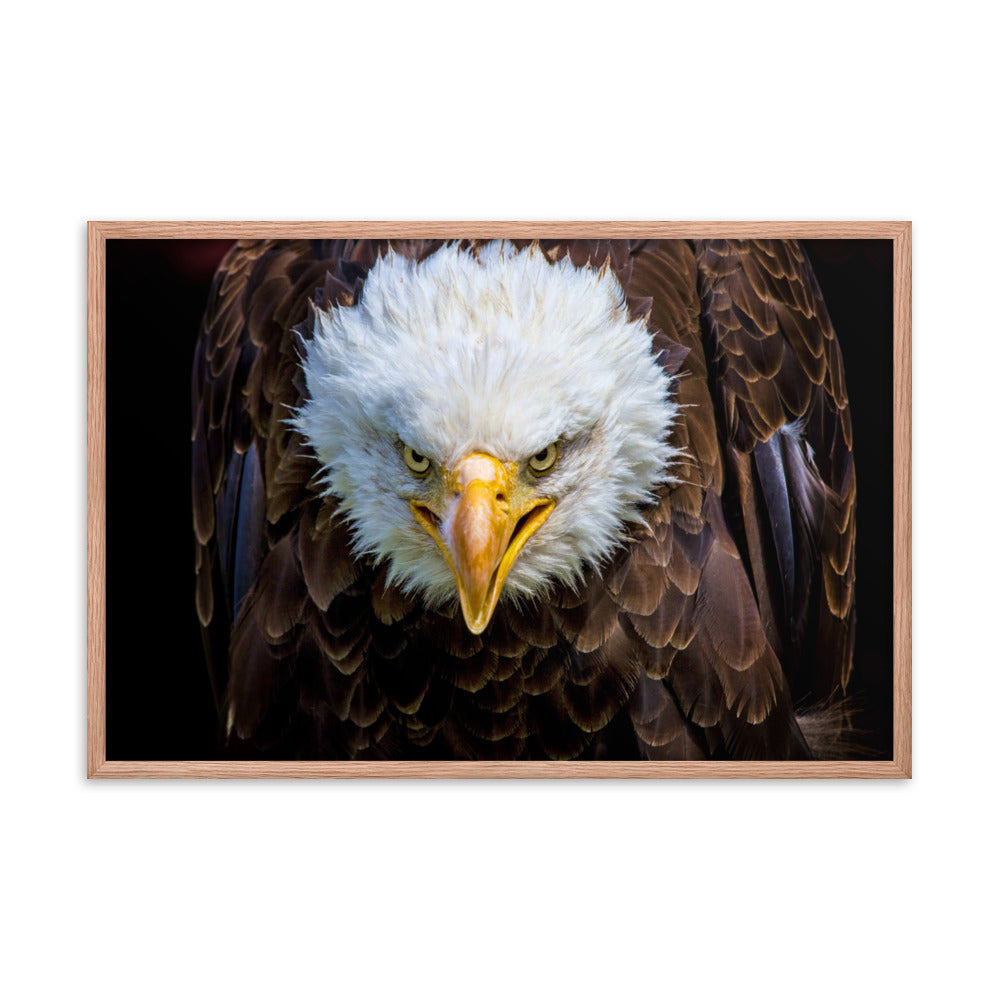 Bald Eagle Portrait Close-up Wildlife Photograph Framed Wall Art Prints