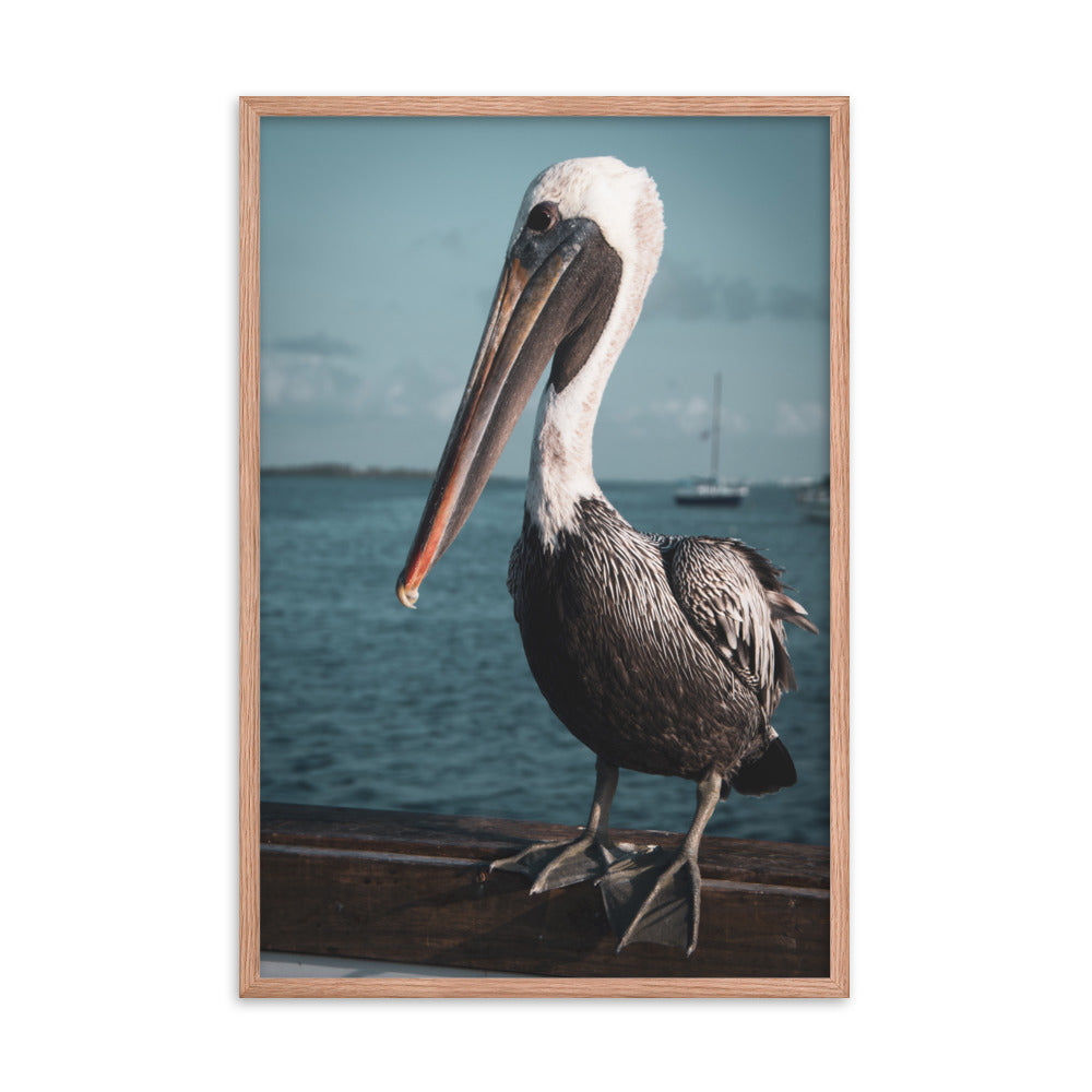 Bob The Pelican 2 Colorized Wildlife Photo Framed Wall Art Prints