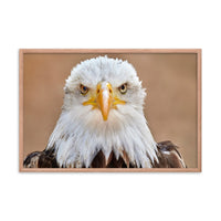 Bald Eagle Portrait Close-up 2 Wildlife Photograph Framed Wall Art Prints