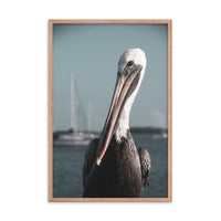 Bob The Pelican Bird 3 Colorized Wildlife Photo Framed Wall Art Prints