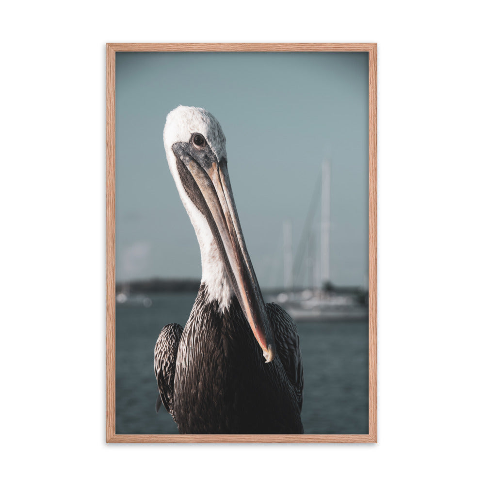 Bob The Pelican Bird 3R Colorized Wildlife Photo Framed Wall Art Prints