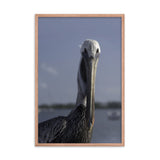 Bob The Pelican Bird Color Wildlife Photo Framed Wall Art Prints