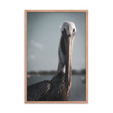Bob The Pelican Bird Colorized Wildlife Photo Framed Wall Art Prints