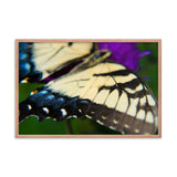 Butterfly Wings Wildlife Photo Framed Wall Art Prints