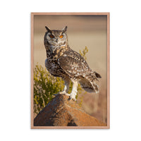 Cape Eagle Owl Wildlife Animal Photograph Framed Wall Art Prints