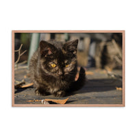 Chocolate the Stray Kitten Animal Wildlife Cat Photograph Framed Wall Art Prints